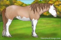 Horse Color:Bay Pearl Splash