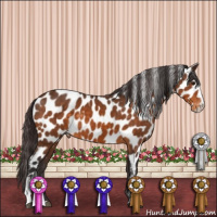 Horse Color:Buckskin Sabino Appaloosa
