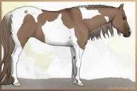 Horse Color:Liver Red Dun Tobiano 