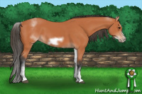 Horse Color:White Spotted Bay Sabino Frame 