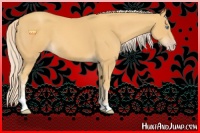 Horse Color:Gold Cream Champagne Sabino