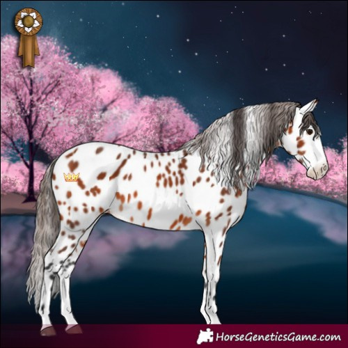 Horse Color:Bay Sabino Leopard 