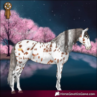 Horse Color:Bay Sabino Appaloosa
