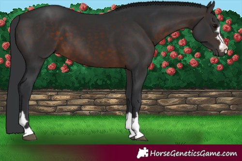 Horse Color:Brown 