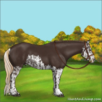 Horse Color:Liver Chestnut and Liver Chestnut Splash