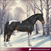 Horse Color:Liver Chestnut Tobiano 