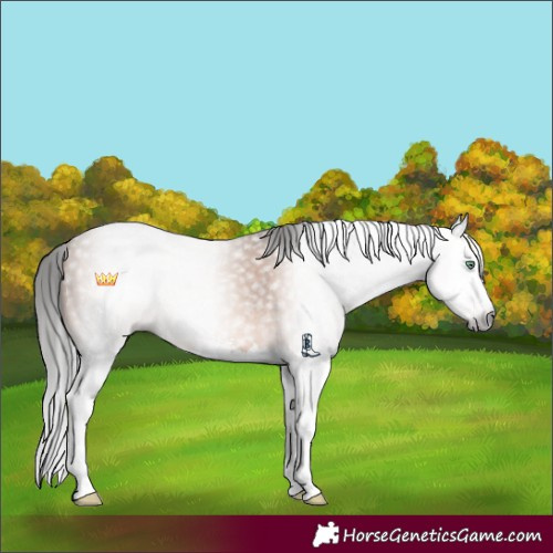 Horse Color:Gray Amber Champagne Sabino Splash 