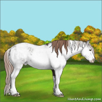 Horse Color:Liver Chestnut Sabino