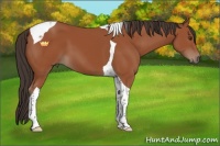 Horse Color:Bay Sabino Tobiano 