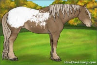 Horse Color:Chocolate Palomino Appaloosa 