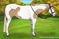 Horse Color:Chestnut Splash Tobiano 
