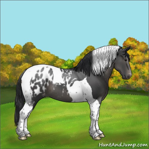 Horse Color:Black Tobiano Appaloosa 