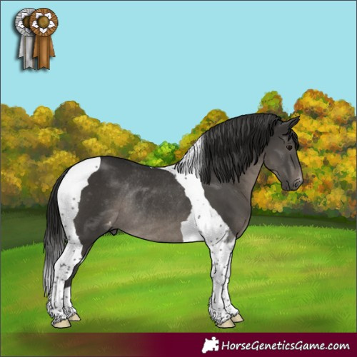 Horse Color:Gray Black Tobiano Varnish Rabicano