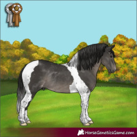 Horse Color:Gray Black Tobiano Varnish Rabicano 