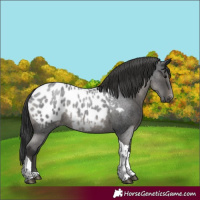 Horse Color:Blue Roan Tobiano Appaloosa 