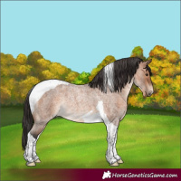 Horse Color:Bay Roan Tobiano Rabicano