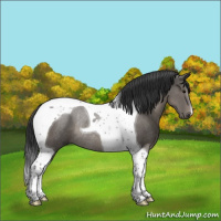 Horse Color:Black Tobiano Rabicano 