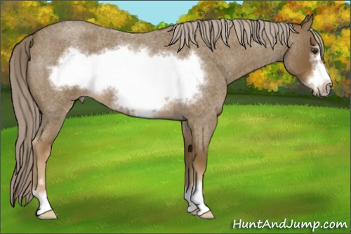 Horse Color:Chocolate Palomino Roan Sabino Frame 
