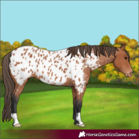 Horse Color:Bay Appaloosa