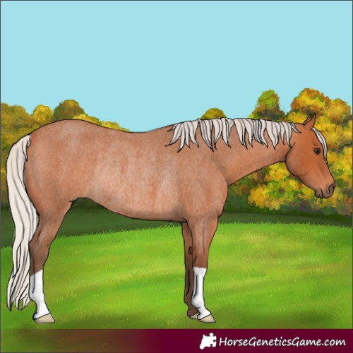 Horse Color:Silver Bay Roan Rabicano 