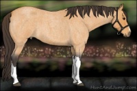 Horse Color:Buckskin Roan 