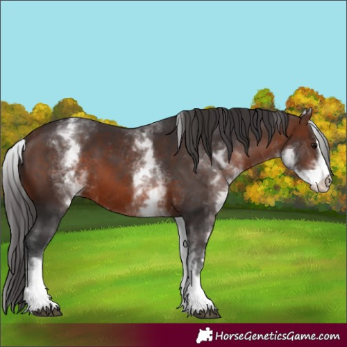 Horse Color:White Spotted Brown Sabino 