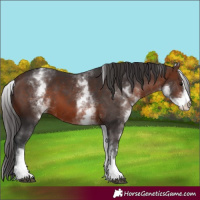 Horse Color:White Spotted Brown Sabino 