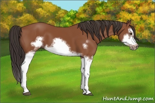 Horse Color:Bay Splash Frame 