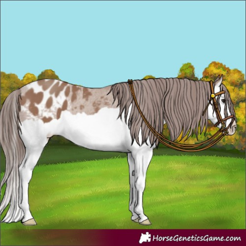 Horse Color:Classic Champagne Splash Appaloosa 