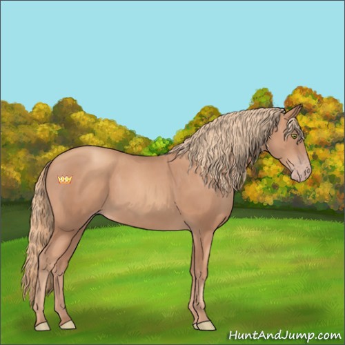 Horse Color:Gold Champagne Rabicano 