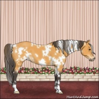 Horse Color:White Spotted Buckskin