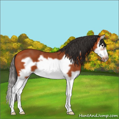 Horse Color:Bay Splash Frame 