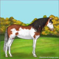 Horse Color:Bay Splash Frame