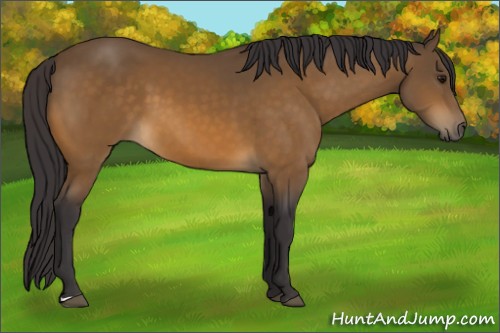 Horse Color:Buckskin 