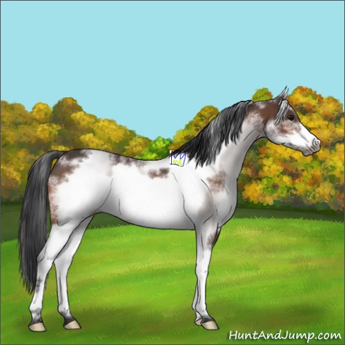Horse Color:White Spotted Bay Roan Frame 