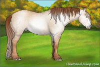 Horse Color:Gray Gold Champagne Dun