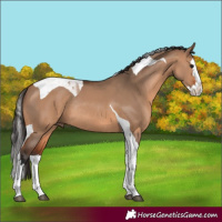 Horse Color:Bay Dun Splash Tobiano Rabicano