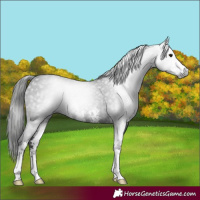 Horse Color:Gray Smoky Black Sabino