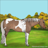 Horse Color:Silver Brown Dun Tobiano 