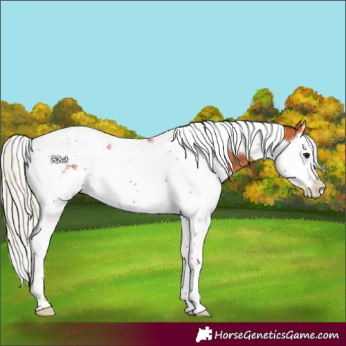 Horse Color:Silver Bay Splash Tobiano 