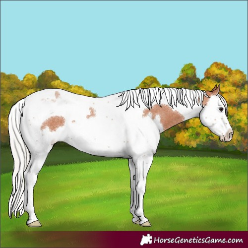 Horse Color:Silver Bay Roan Splash Tobiano 