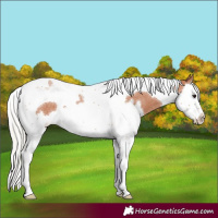 Horse Color:Silver Bay Roan Splash Tobiano 