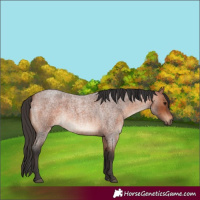 Horse Color:Bay Roan 