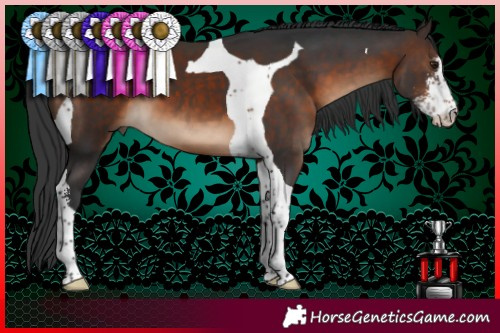 Horse Color:Brown Sabino Tobiano 