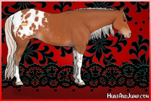 Horse Color:Silver Bay Sabino Tobiano Appaloosa