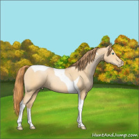 Horse Color:Buckskin Pearl Tobiano 