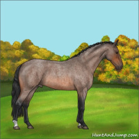 Horse Color:Bay Roan 