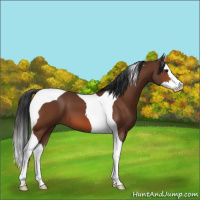 Horse Color:Bay Splash Tobiano