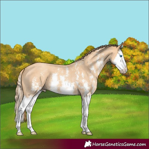 Horse Color:Gold Champagne Sabino Splash 