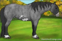 Horse Color:Blue Roan Frame